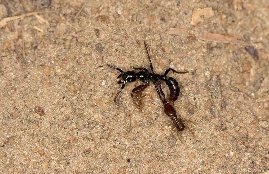 This wounded ant <em>(Megaponera analis),</em> with two termites clinging to it, is alive but likely too exhausted after battle to get back to the nest without help.