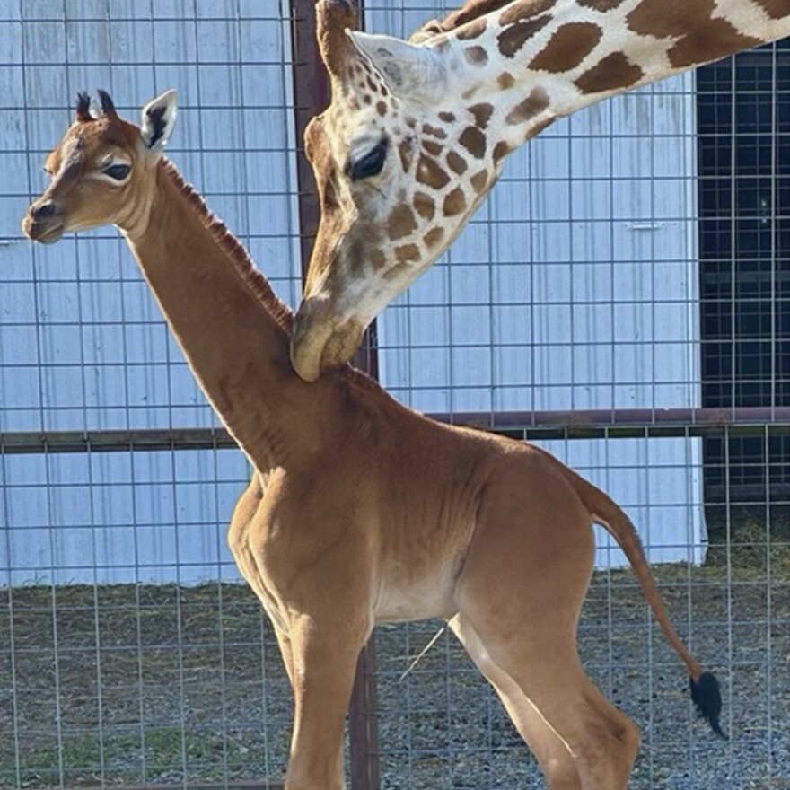 A reticulated giraffe was born without spots at Brights Zoo in northeastern Tennessee at the end of July. The zoo is asking the public to cast their vote on what to name her.