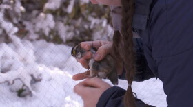 Indiana University PhD student Katie Talbott untangles a songbird from nets on IU's Kent Farm.