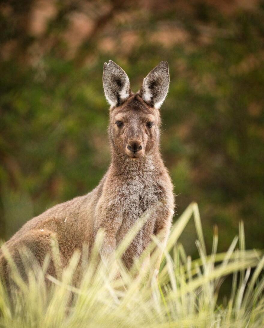 You looking at me? The Santa Barbara Zoo has three new new kangaroos which will be part of the zoo's "Australian Outback" experience opening in January.