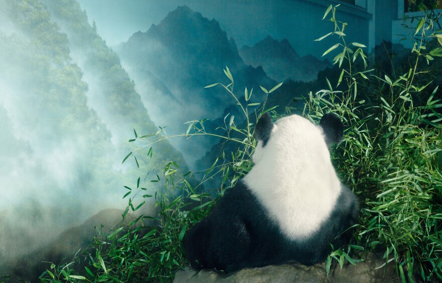 Because giant pandas are widely beloved, they have a rarefied place in conservation, leading to the unintended consequence of providing safety for less fashionable species who happen to live in the same region.