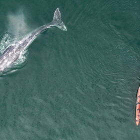 A drone films a grey whale and a research boat