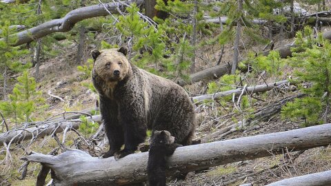 FILE - This April 29, 2019 file photo provided by the United States Geological Survey shows a grizzly bear and a cub along the Gibbon River in Yellowstone National Park, Wyo.  U.S. wildlife officials on Friday, Feb. 3, 2023  have taken the first step to lift federal protections for grizzly bears in the northern Rocky Mountains, which would open the door to future hunting in several states. (Frank van Manen/The United States Geological Survey via AP,File)