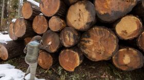 Jon Haas, finance director for Breitenbush Hot Springs, tries to count the rings on one of the smaller logs that have been cut and now line Hwy 46 on the way to Breitenbush, March 5, 2021.