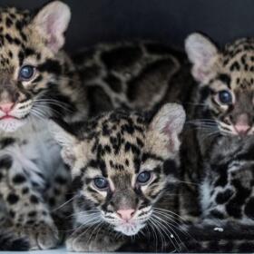 Clouded leopard cubs play in their enclosure at the Mulhouse Zoo, eastern France, on June 3, 2020. Re:Wild has programs to reduce threats, protect, and restore 10 species of small cats, including the clouded leopard. (Sebastien Bozon/AFP via Getty Images)