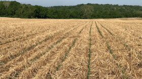 Corn sprouts through the rye cover crop.