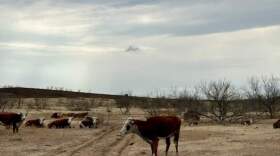 The fire has killed at least two people and left thousands of cattle either injured or dead. (Rachel Lindley/The Texas Newsroom)