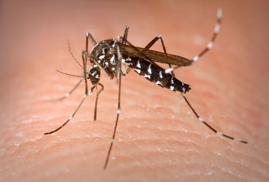 National Mosquito Control Awareness Week is here, and the Pinellas County Mosquito Control center wants people to be aware of the dangers the bugs can pose to their health. 