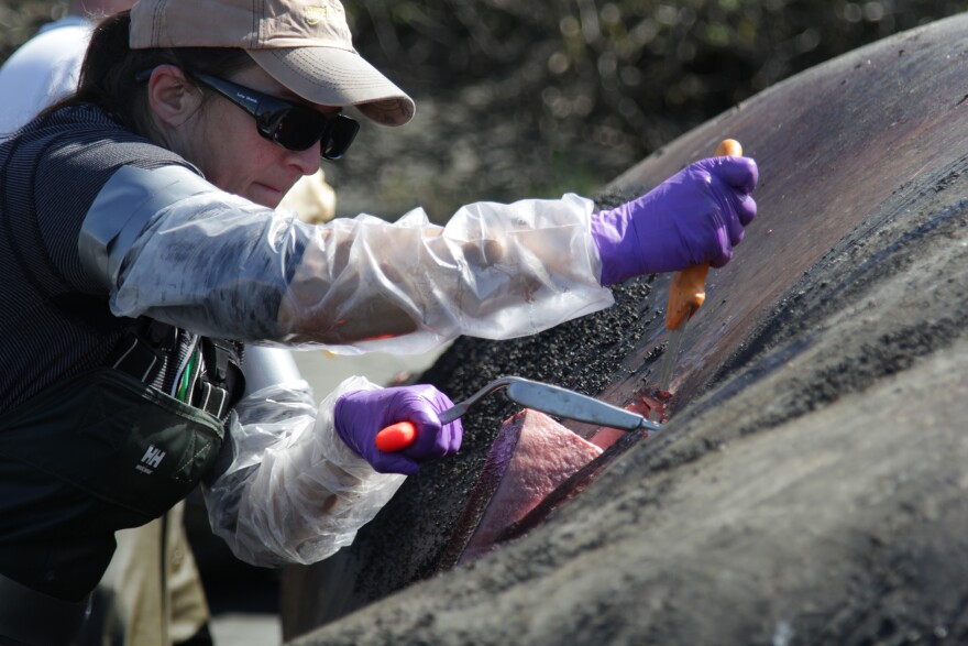 Dr. Kathy Burek, a veterinary pathologist, slices through the blubber layer on a gray whale that was beached at the end of the Turnagain Arm outside Anchorage on Tuesday, May 21, 2019. (Photo by Nat Herz / Alaska's Energy Desk)