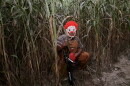 A scary clown sits among the stalks at the Newberry Cornfield Maze, waiting to scare people.