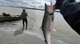a sockeye salmon