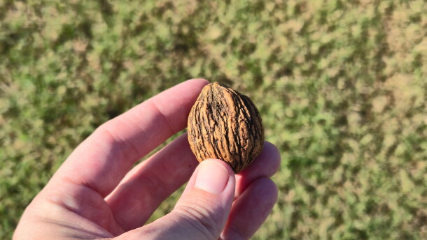 A hulled black walnut. At this stage the nut will be left to dry before being shelled and processed.