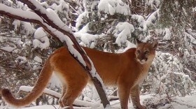 An orange mountain lion stands in a snowy environment