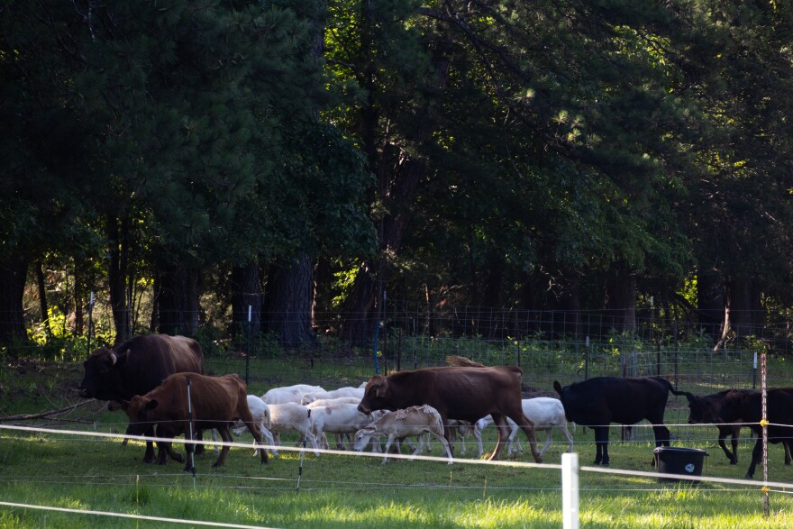 A group of cattle and sheep walks across the battle site of Fort Lindley.