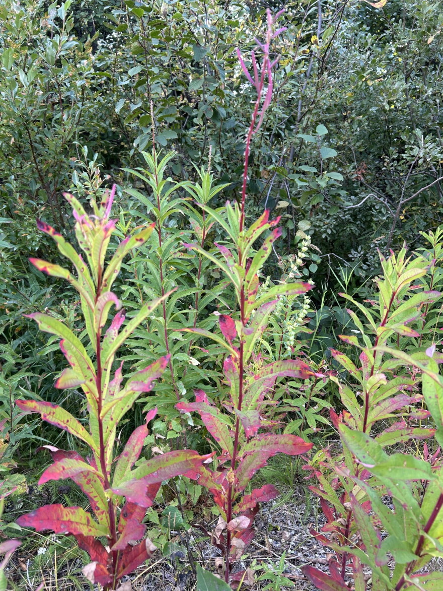 Dying Fireweed signals the end of summer in Interior Alaska.