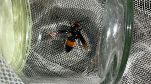 This greater banded hornet was captured in Santa Rita-Sumai in 2024.