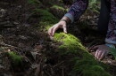 Judy Dobles touches moss growing on a log from an old log structure near a trail at Cummings Nature Center in Naples, N.Y., near where she collected the moss that led to the discovery of a new species of tardigrade. Dobles, a citizen scientist and longtime volunteer at the nature center, discovered the microscopic animal, later named Misocrista ojagwaji, while examining the moss under a microscope. Tardigrades, also known as water bears or moss piglets, are microscopic, eight-legged animals known for their ability to survive extreme environmental conditions.