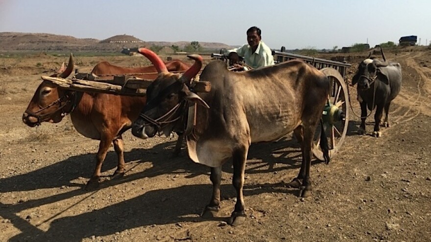 A farmer steers his cart through land that was a dam brimming with water just a few years ago which fed the district of Beed in the parched state of Maharashtra. After two years of drought it is among India's hardest-hit.