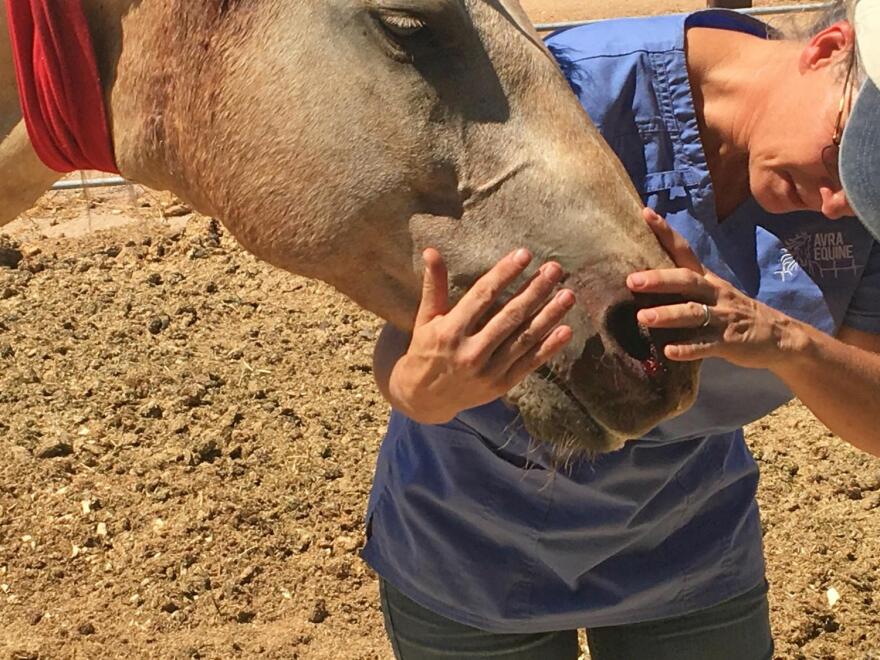 Candice Chintis checks on a horse that had a puncture wound near its neck.