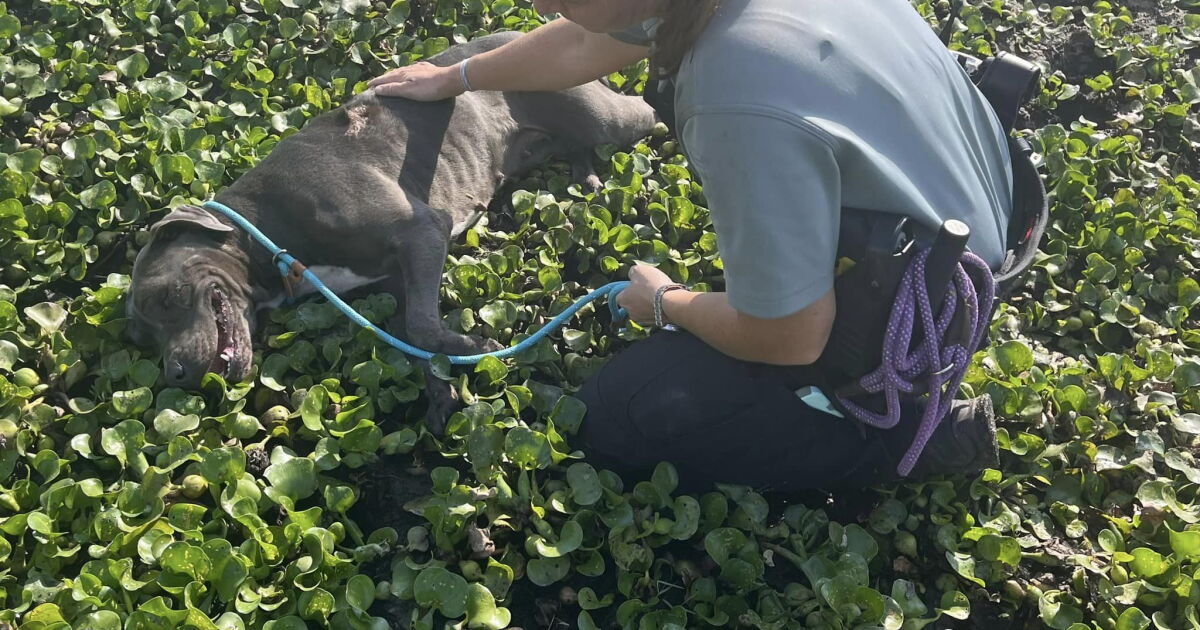 Martin County: Deputies Search for Dogs Abandoned Roadside by Motorist ...