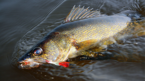 Several new regulations and season structures are in effect for the 2026 – 2027 general inland fishing season. Anglers are encouraged to review the regulations before hitting the water.