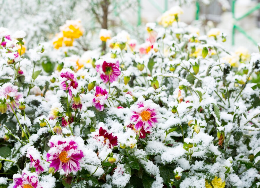 The first frost of winter doesn't necessarily end the planting season