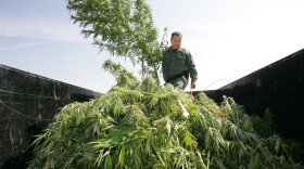 <p>A sheriff officer sifts through marijuana in the back of a trailer which was confiscated from a field last Wednesday in Sanger, Calif.</p>