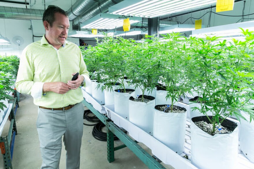 Tim Cullen, the owner of the Colorado Harvest Company, stands in his grow facility in Denver on Wednesday, July 8, 2015.