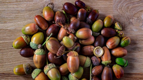 Acorns from Quercus robur, picked and photographed on an oak plank in Tuntorp, Brastad, Lysekil Municipality, Sweden.