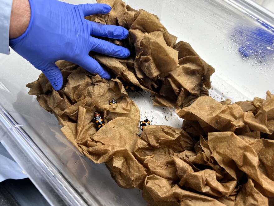Shiny black and orange American burying beetles hide under moist brown paper towels.