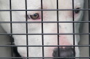 A shelter dog looks out from a crate after having been unloaded from a cargo plane, Tuesday, April 20, 2021, in Fort Lauderdale, Fla.