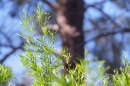 AZILL Desert Plant Hop Bush hero 