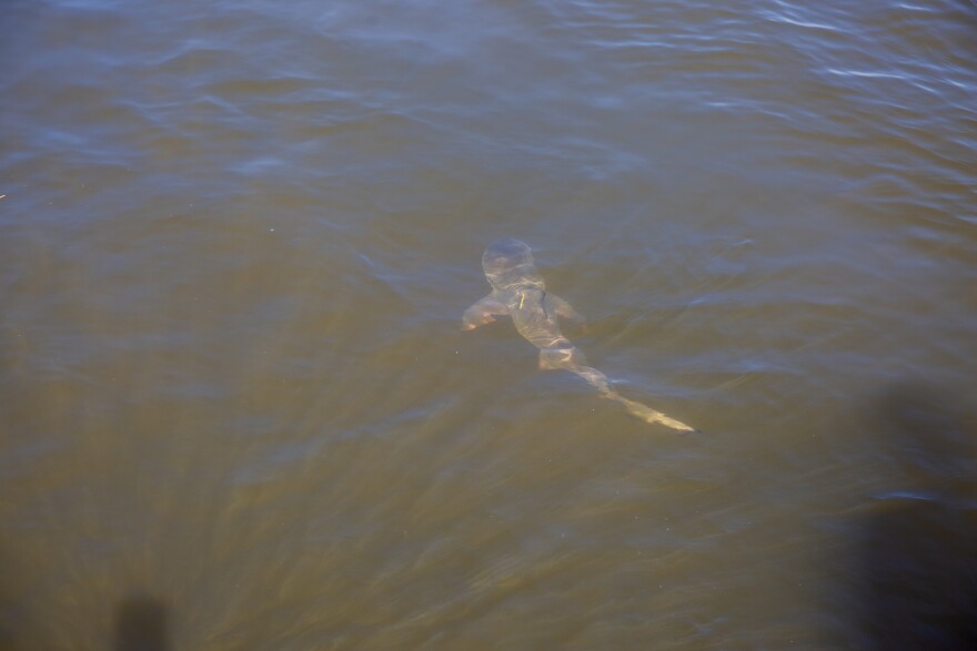 The bull shark happily swims through the water after its release.