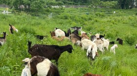 A herd of goats are gracefully eating grass in a field near Berkley Riverfront