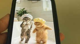 Two cats in a video, likely designed by artificial intelligence, are dancing, wearing shower caps.