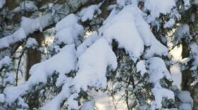 Eastern Red Cedar tree draped in snow.