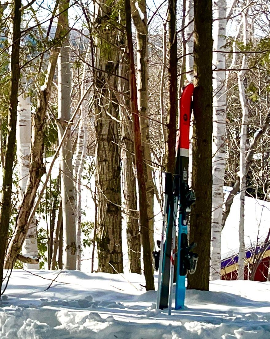 Lonely skis lean on a tree