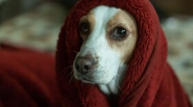 A dog waiting out a thunderstorm. (Missy/Flickr)