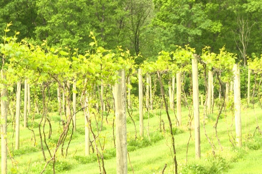 Jim Butler has been growing grapes at his winery for over 35 years.