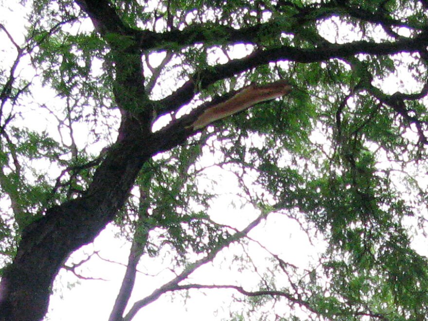 A limb broke off this seemingly healthy Central Park tree and fell Saturday, injuring a mother and killing her 6-month-old baby.