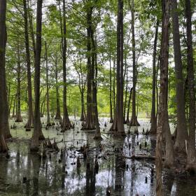 Otter Slough Conservation Area