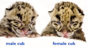 You can help the Point Defiance Zoo & Aquarium name these cubs! Go to the survey link in the story.