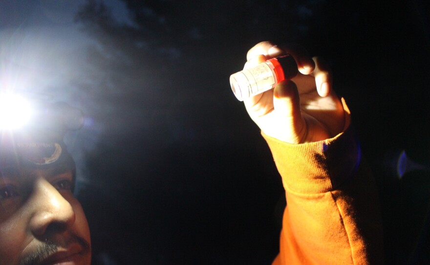 Angel Guerrero, a research technician with the Little Traverse Bay Bands of Odawa Indians, holds a jar of larval whitefish preserved in ethanol. The small fish, each roughly the size and color of a fingernail clipping, serve as a reference while a team searches river samples for live fish of the same size. (Photo: Ellie Katz/IPR News)