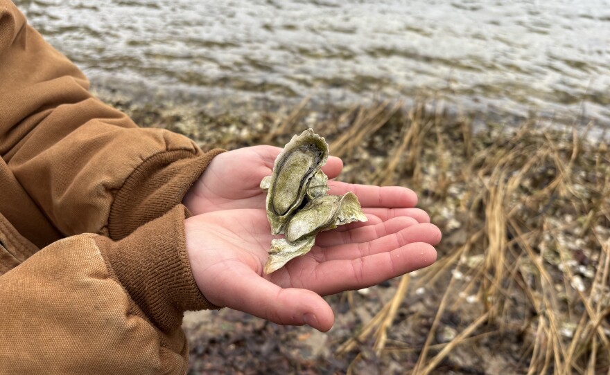 Kati Grigsby, Hampton Roads urban restoration coordinator for the Chesapeake Bay Foundation, holds oysters from a shoreline along Hampton University.