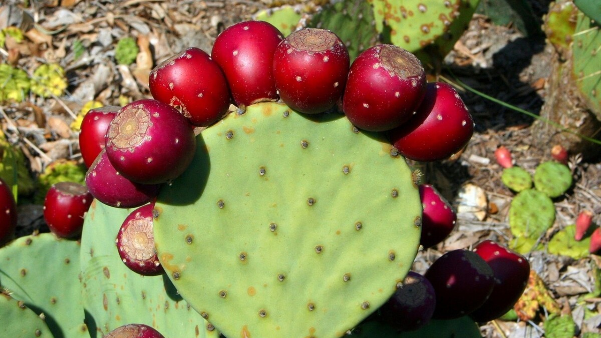 Eating the Past: Arizona Prickly Pear Cactus | Utah Public Radio