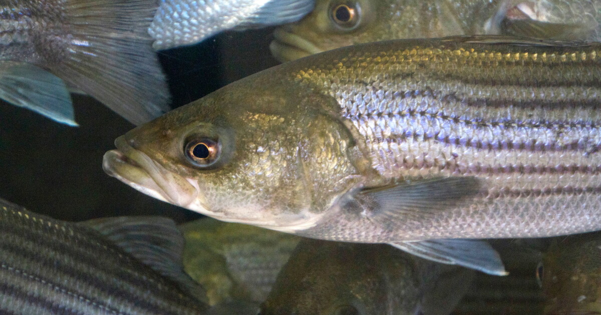 Into the Wild: Striped bass and flowing water