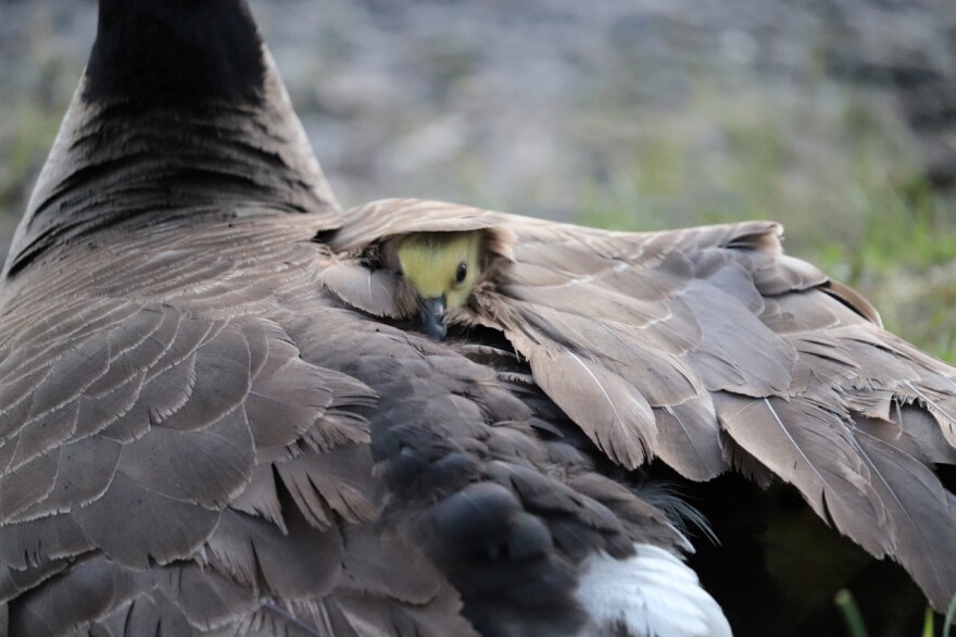 A gosling peeks out from under the feathers of it's mother on St. Mary's Lake on Notre Dame's campus. (Lindsay Serene/WVPE Photo of the Week)