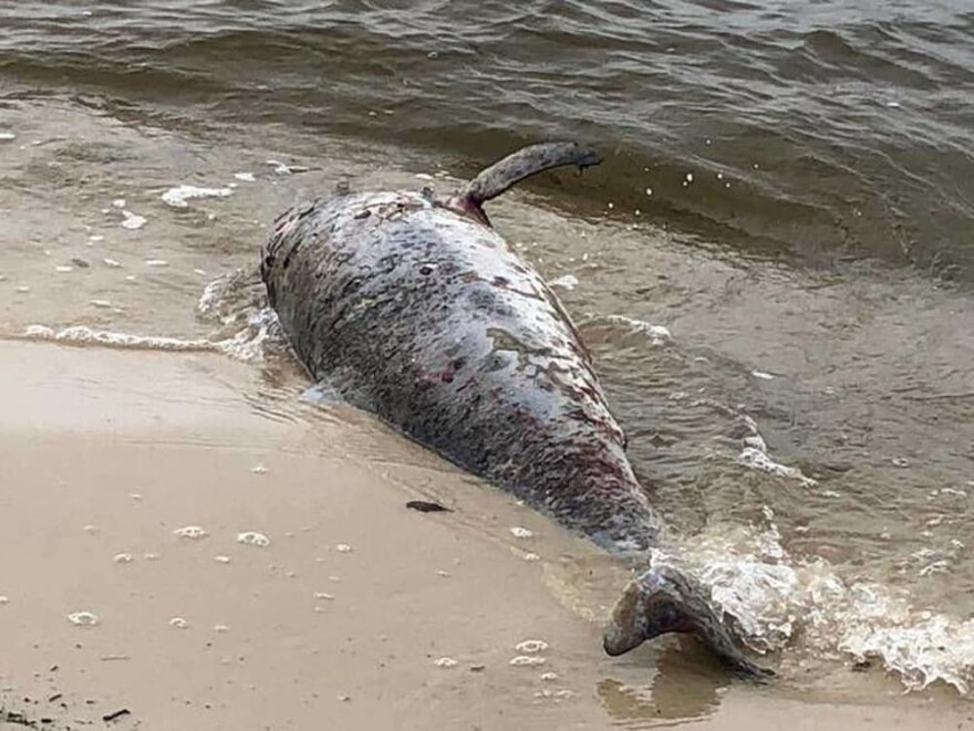 A dolphin carcass washed ashore from the Mississippi Sound. (Photo handout from the Institute for Marine Mammal Studies.)