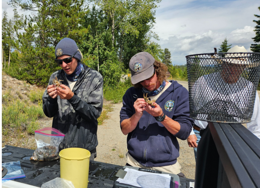 Colorado Parks and Wildlife workers identify crayfish from Lake Granby in September 2023. The agency says a rusty crayfish was most likely brought to the area by an angler using it as live bait.