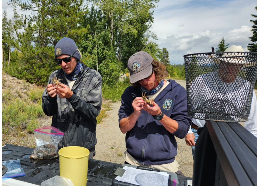  Colorado Parks and Wildlife workers identify crayfish from Lake Granby in September 2023. The agency says a rusty crayfish was most likely brought to the area by an angler using it as live bait.